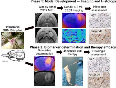 Use of multimodality imaging, histology, and treatment feasibility to characterize a transgenic Rag2-null rat model of glioblastoma